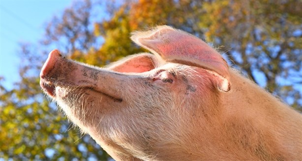 Por esta razón el cerdo es uno de los animales que más sufre el calor