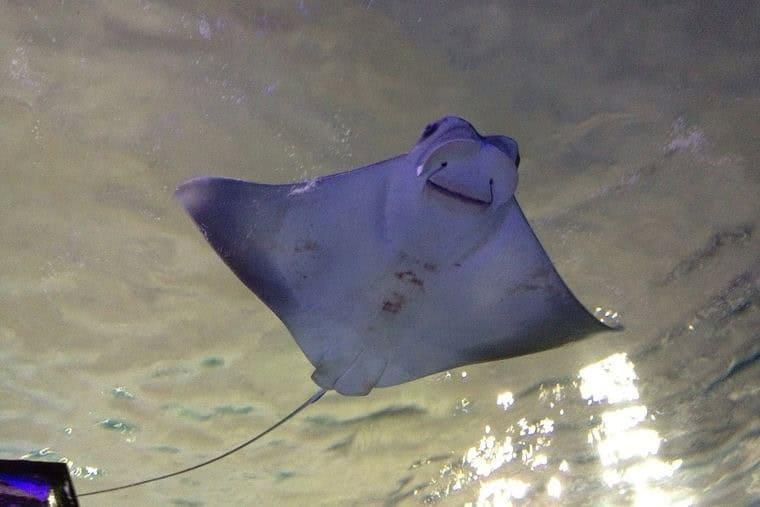 Mantarraya ronda las costas de Coatzacoalcos ¿es su hábitat natural? l VIDEO