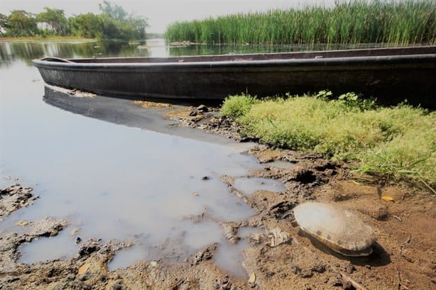 Teleftalatos lleva 30 años devastando flora y fauna del sur de Veracruz; estas héctareas son afectadas | VIDEO