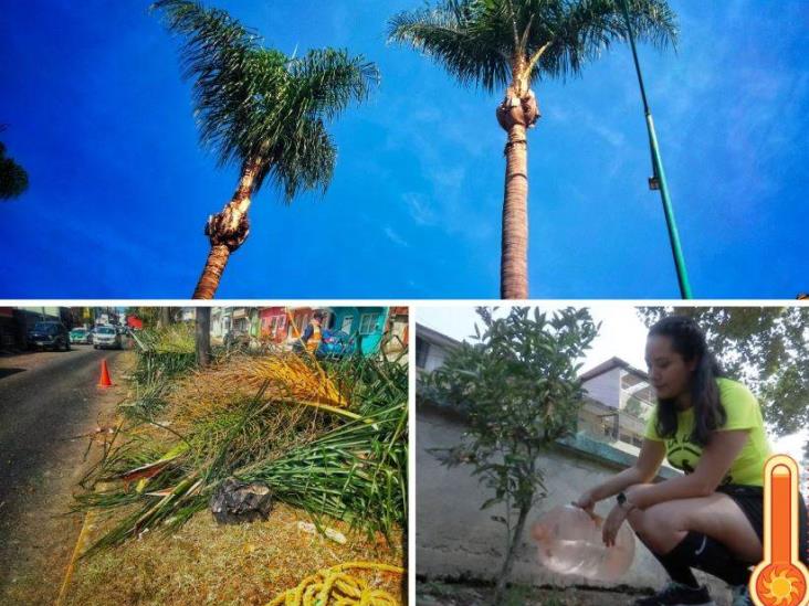 Árboles sufren estrés hídrico, llaman habitantes de Xalapa a regarlos