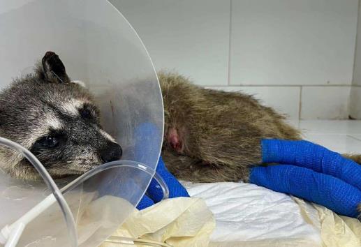 Mapache anciana fue quemada en incendio de Boca del Río; este es su estado actual