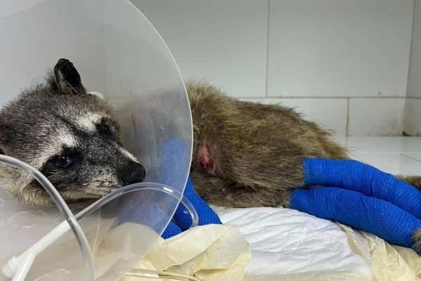 Mapache anciana fue quemada en incendio de Boca del Río; este es su estado actual