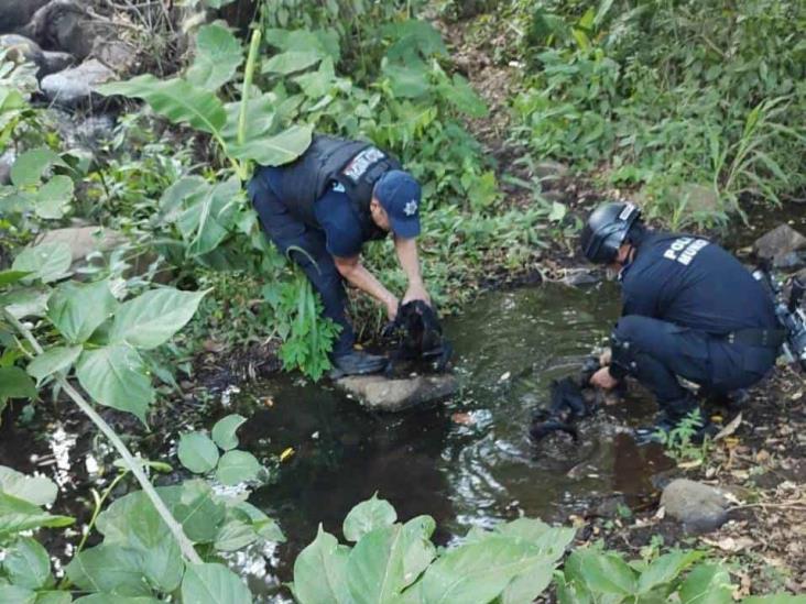 Reportan muerte de monos en Hueyapan de Ocampo por ola de calor (+ VIDEO)