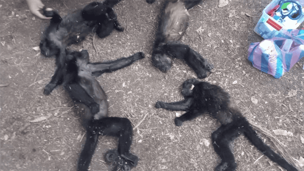 Fallecen siete monos aulladores por golpe de calor en la localidad de Barrosa