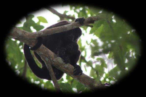 Cronología de la masiva mortandad de monos aulladores en Veracruz, Chiapas y Tabasco