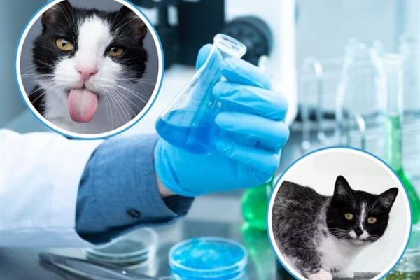 Gato Salmiak: ¿qué hay detrás de esta especie modificada que cambia el color de su pelaje? 