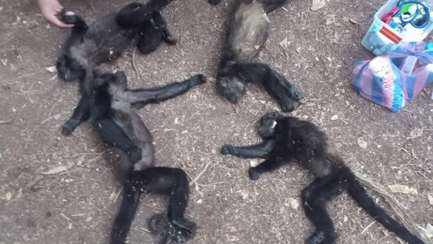 Calor extremo mata a monos aulladores en Hueyapan de Ocampo | VIDEO