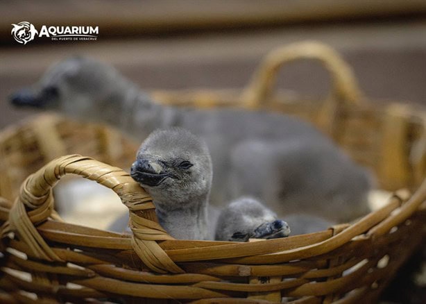 Nacieron tres pingüinos en el acuario de Veracruz durante mayo | FOTOS