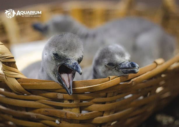 Nacieron tres pingüinos en el acuario de Veracruz durante mayo | FOTOS