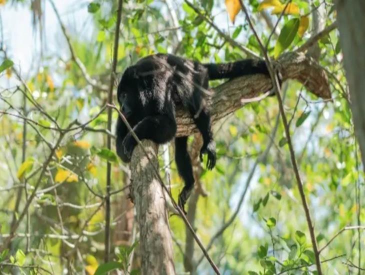 ¿Enfermaron los monos aulladores en Tabasco? Esto encontraron las autoridades