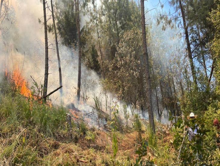 Combaten más de 20 incendios forestales en Veracruz, estos son los municipios afectados