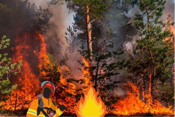 Conafor reporta 147 incendios forestales en 24 estados; 11 siniestros en Veracruz
