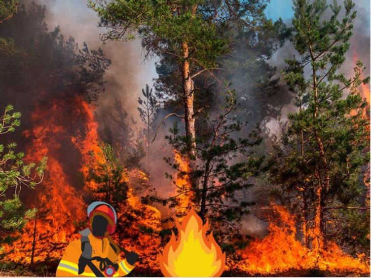 Conafor reporta 147 incendios forestales en 24 estados; 11 siniestros en Veracruz