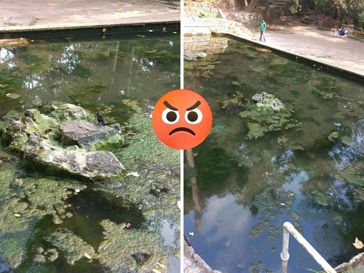 Los peces se pierden en el fango, exhiben descuido del Parque Los Tecajetes de Xalapa 