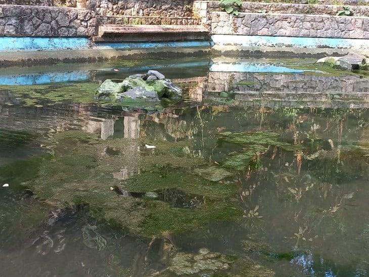 Los peces se pierden en el fango, exhiben descuido del Parque Los Tecajetes de Xalapa 