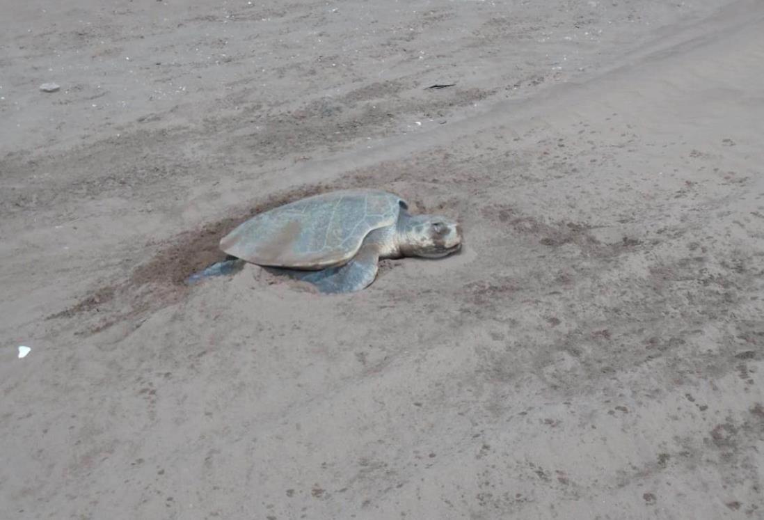 Llega tortuga para desove de 98 huevos en la Playa de Chachalacas, Veracruz