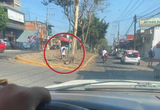 Siguen derribando árboles en Xalapa; ahora en la avenida Orizaba