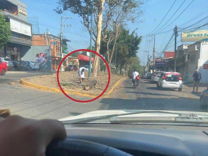 Siguen derribando árboles en Xalapa; ahora en la avenida Orizaba