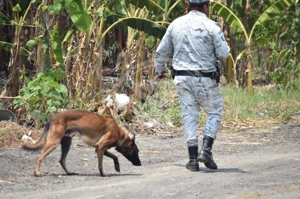 Evacúan escuela ante cateo de fuerzas federales en Amatlán, Veracruz