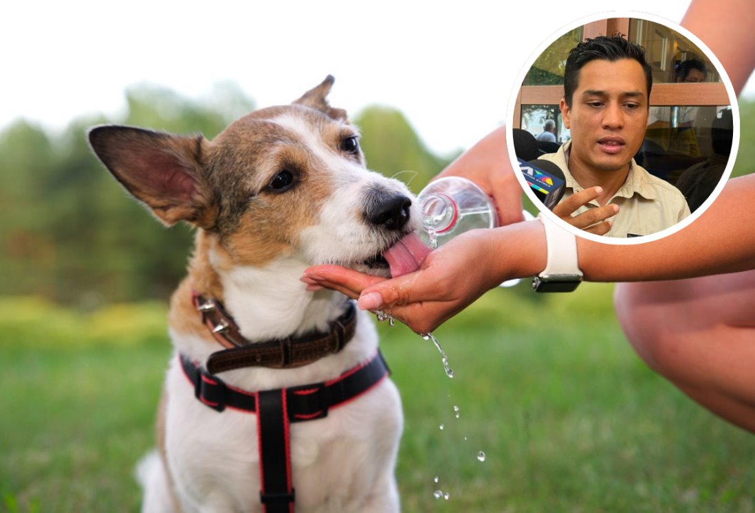 Más de 300 animales han muerto en Veracruz por golpe de calor