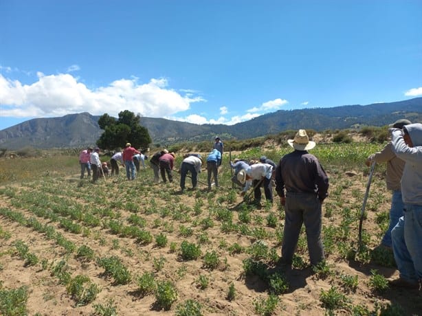 Aumento en tarifas de CFE y sequía ahorcan a campesinos de Perote, aseguran