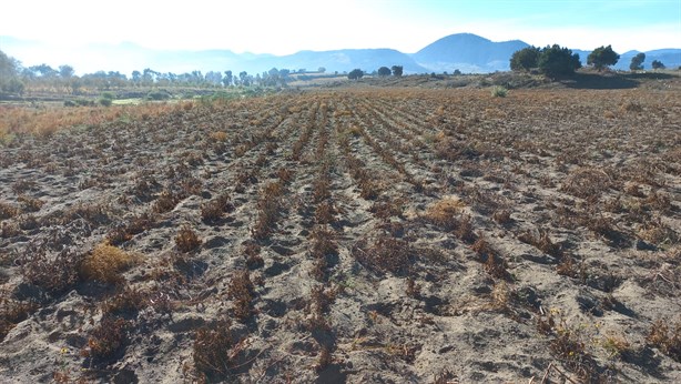 Aumento en tarifas de CFE y sequía ahorcan a campesinos de Perote, aseguran