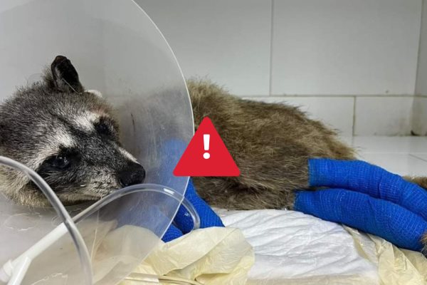 Mapache herida en incendio en Boca del Río sigue en recuperación: Earth Mission