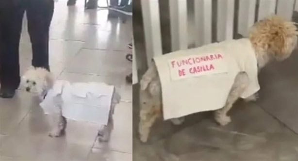Daisy la perrita funcionaria de casilla en Puebla causa furor en redes (+VIDEO)