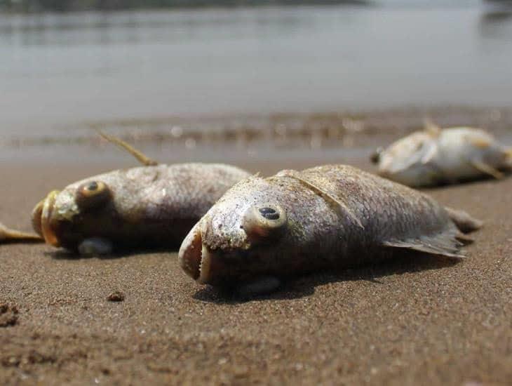 Sin respuestas a casi una semana de la mortandad de peces en el Río Tanchoapa