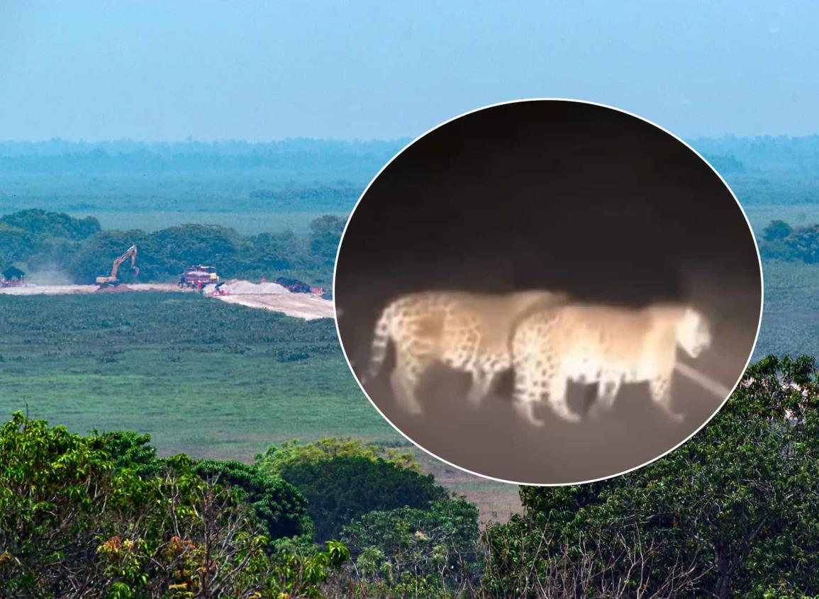 Trasciende avistamiento de tigres y jaguares en Las Choapas ¿población en peligro?