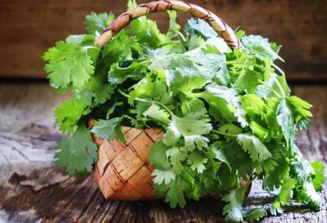 Sube el precio del cilantro en mercados de Veracruz