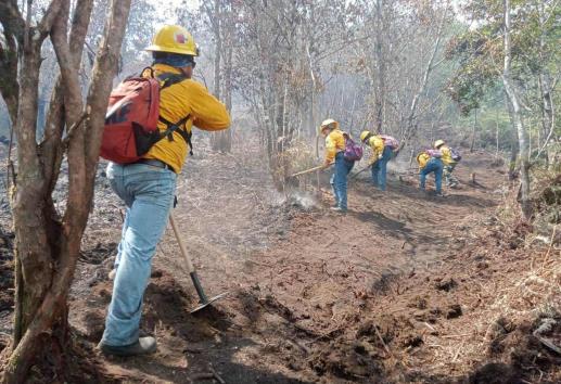 Urgen animalistas a combatir incendios forestales de Veracruz; van más de 20 siniestros