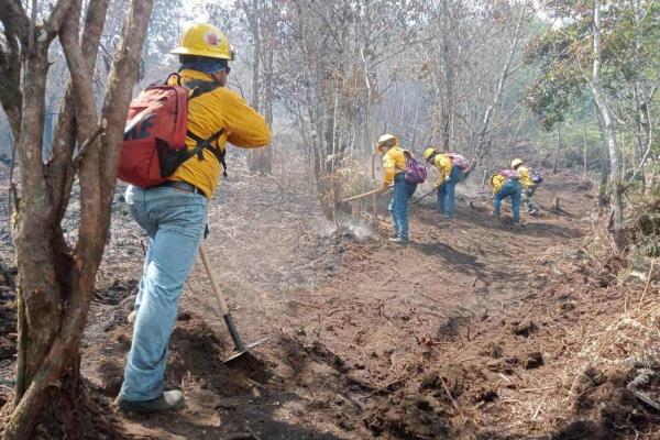 Urgen animalistas a combatir incendios forestales de Veracruz; van más de 20 siniestros