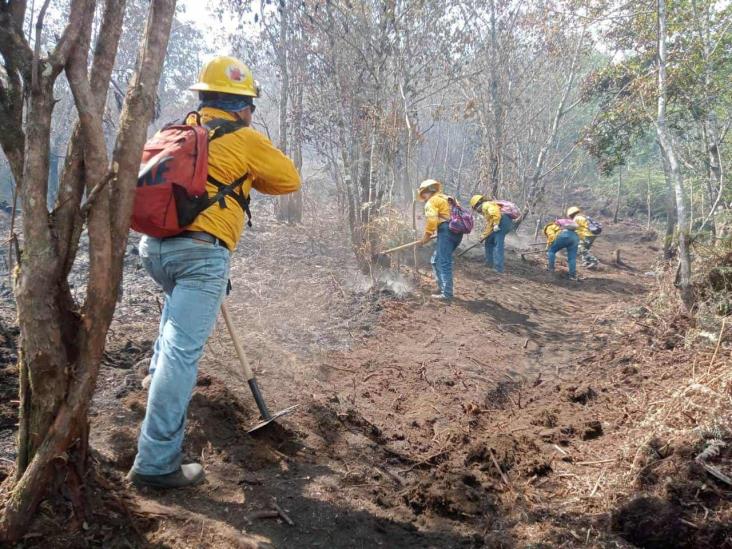 Urgen animalistas a combatir incendios forestales de Veracruz; van más de 20 siniestros
