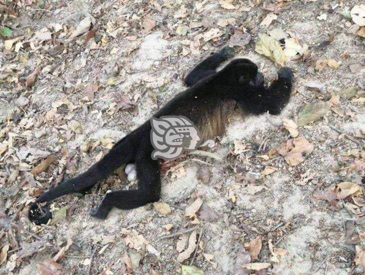 Localizan a otro mono aullador muerto por golpe de calor en comunidad de Paso Nuevo
