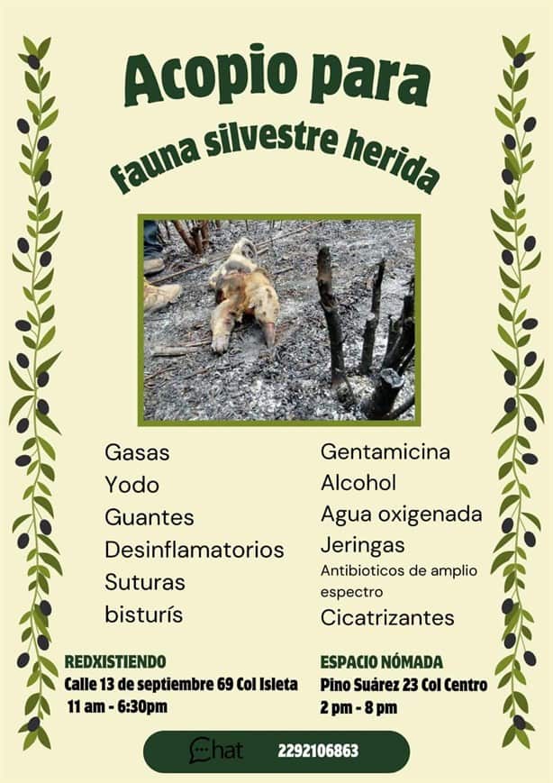 Incendios en Veracruz: Así puedes apoyar a la fauna silvestre afectada por el fuego