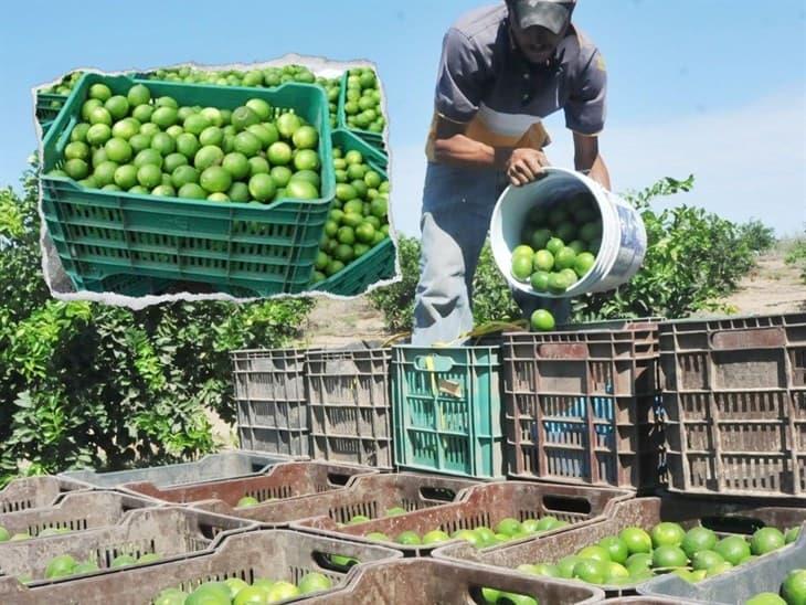 Sequía pone en jaque cultivo de cítricos, afirman productores en Misantla