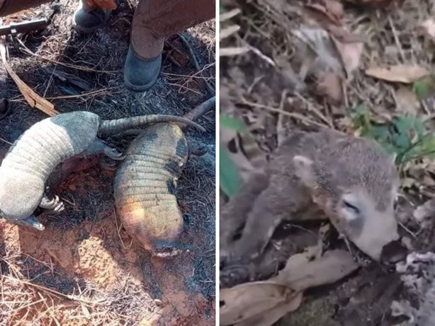 Animales, los más afectados en incendios forestales de Veracruz; ¿cómo ayudarlos? 