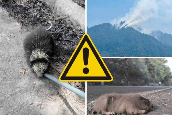 Incendios en Veracruz: Así puedes apoyar a la fauna silvestre afectada por el fuego