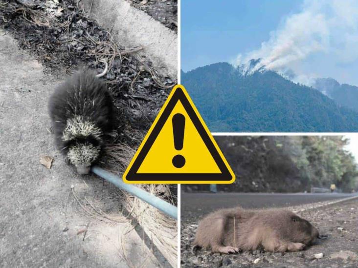 Incendios en Veracruz: Así puedes apoyar a la fauna silvestre afectada por el fuego