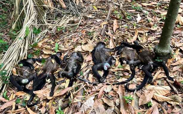 Ola de calor aumenta a 20 la cifra de monos saraguatos muertos en el sur de Veracruz