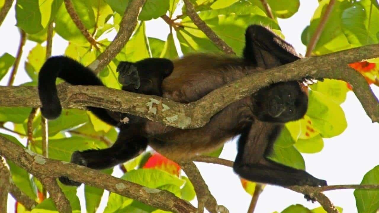 Ola de calor aumenta a 20 la cifra de monos saraguatos muertos en el sur de Veracruz