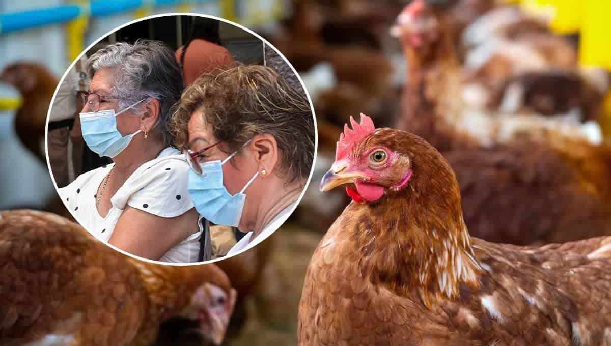 ¿Nueva contingencia? OMS confirma primera muerte humana por gripe aviar AH5N2 y es en México