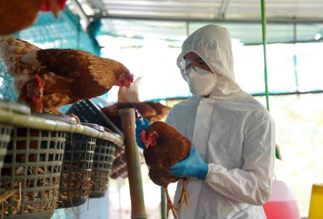 Confirma OMS primera muerte humana por gripe aviar AH5N2 en el mundo; ocurrió en México