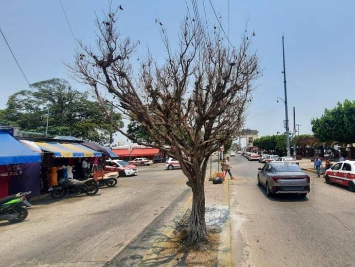 Decenas de árboles de ornato mueren por abandono de autoridades locales | VIDEO