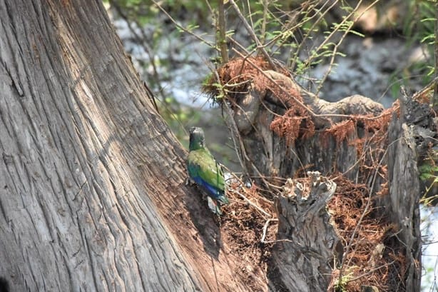 Habrá Unidad de Manejo Ambiental en Ciudad Mendoza (+Video)