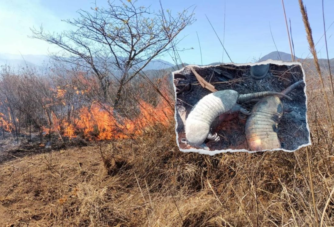 Animales han sido afectados por incendios forestales en Veracruz: Earth Mission