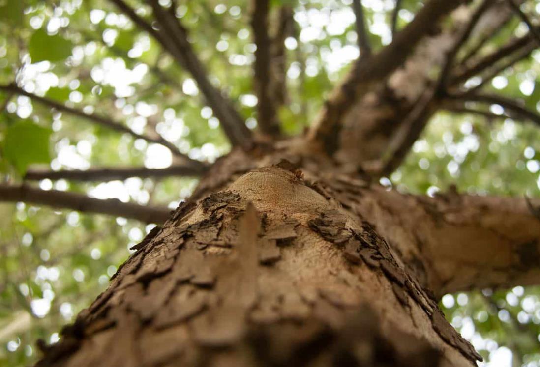 Estas son las especies recomendadas para reforestación en Veracruz