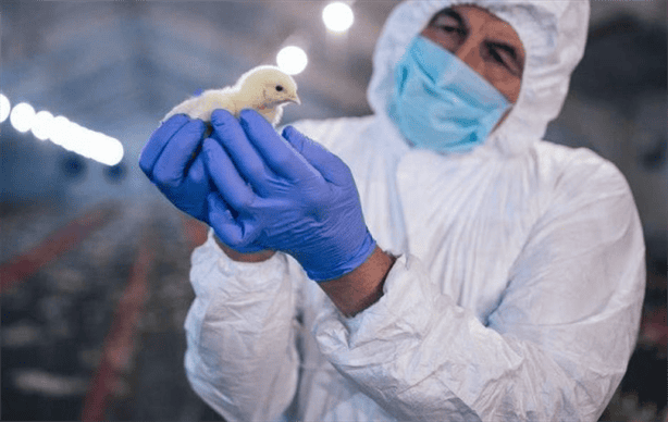 10 recomendaciones para protegerte de la gripe aviar