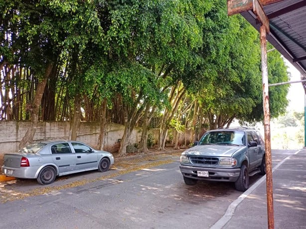 No al derribo de 40 árboles en panteón Palo Verde, en Xalapa: vecinos
